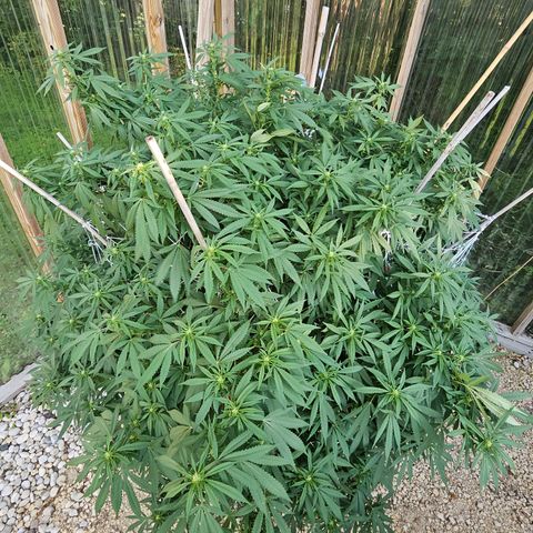 Blueberry growlog timeline photo