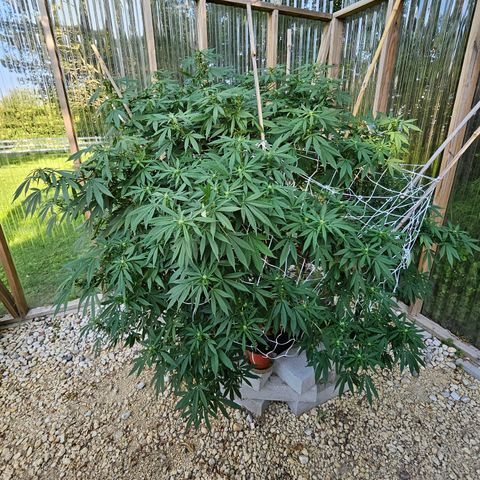 Blueberry growlog timeline photo
