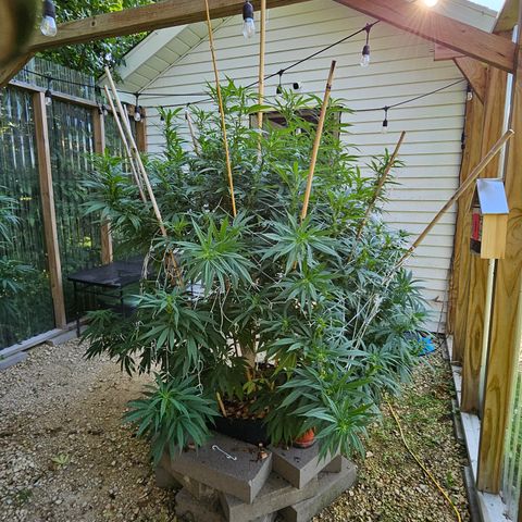 Harlequin growlog photo: Before! Her last super crop of the season! 😁