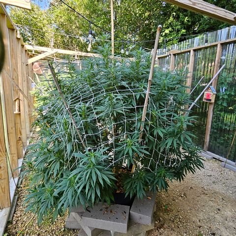 Harlequin growlog timeline photo