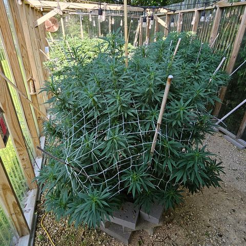 Harlequin growlog timeline photo