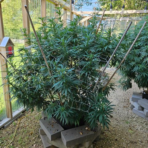 Harlequin growlog timeline photo