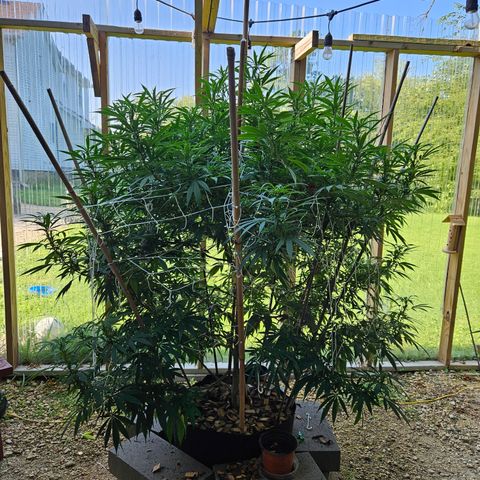 Harlequin growlog timeline photo