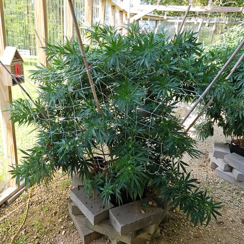 Harlequin growlog photo: After!!