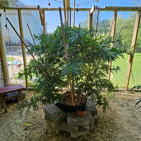 Harlequin growlog timeline photo