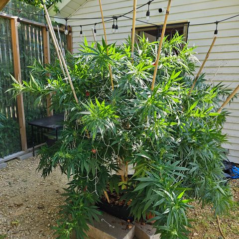 Harlequin growlog timeline photo