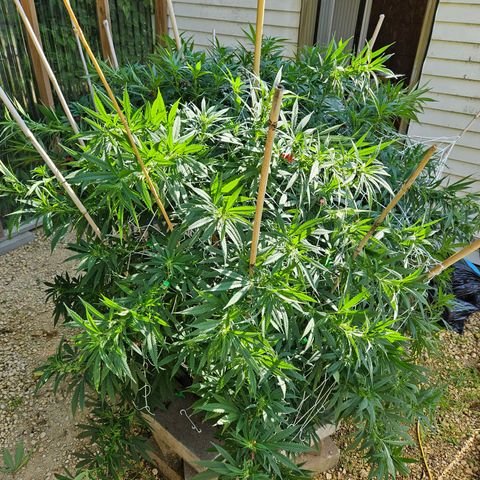 Harlequin growlog timeline photo