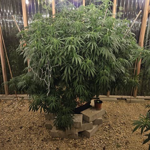 Cannatonic growlog photo: Her last super cropping of the season!! Maybe...? She has still not started blooming yet like the rest even though she was the first to sprout! 🥺
Definitely makes a noticeable difference where the sun doesn't reach with it's beautiful light...