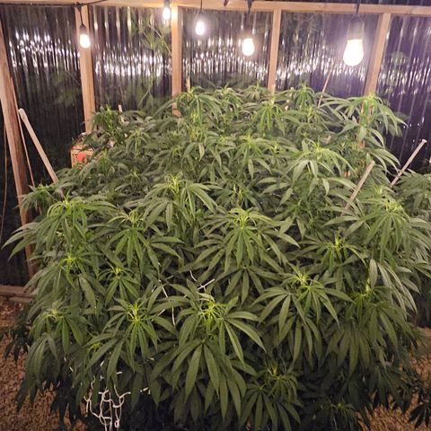 Cannatonic growlog photo: Her last super cropping of the season!! Maybe...? She has still not started blooming yet like the rest even though she was the first to sprout! 🥺
Definitely makes a noticeable difference where the sun doesn't reach with it's beautiful light...