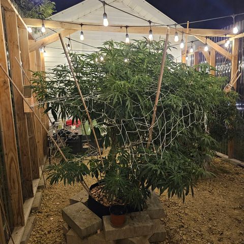 Cannatonic growlog photo: Her last super cropping of the season!! Maybe...? She has still not started blooming yet like the rest even though she was the first to sprout! 🥺
Definitely makes a noticeable difference where the sun doesn't reach with it's beautiful light...