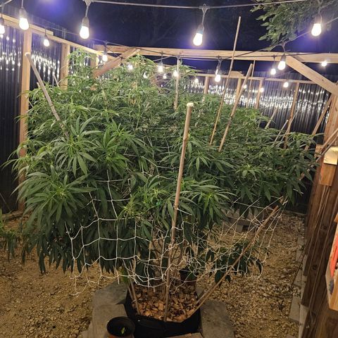 Cannatonic growlog photo: Her last super cropping of the season!! Maybe...? She has still not started blooming yet like the rest even though she was the first to sprout! 🥺
Definitely makes a noticeable difference where the sun doesn't reach with it's beautiful light...