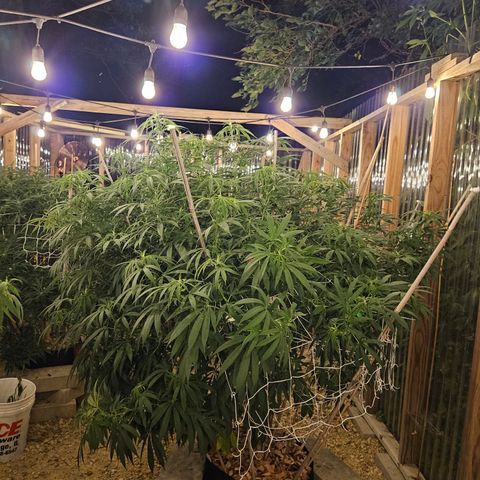 Cannatonic growlog photo: Her last super cropping of the season!! Maybe...? She has still not started blooming yet like the rest even though she was the first to sprout! 🥺
Definitely makes a noticeable difference where the sun doesn't reach with it's beautiful light...