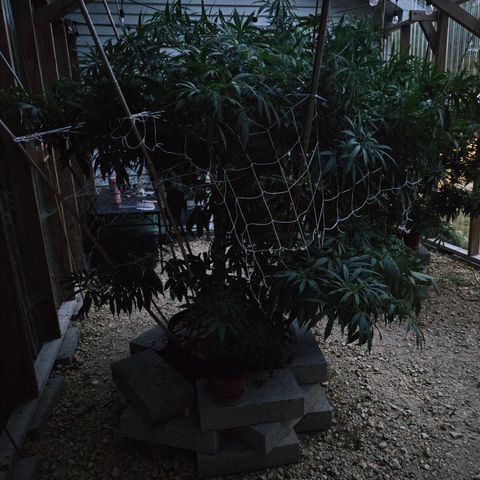 Cannatonic growlog timeline photo