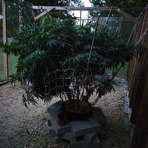 Cannatonic growlog timeline photo