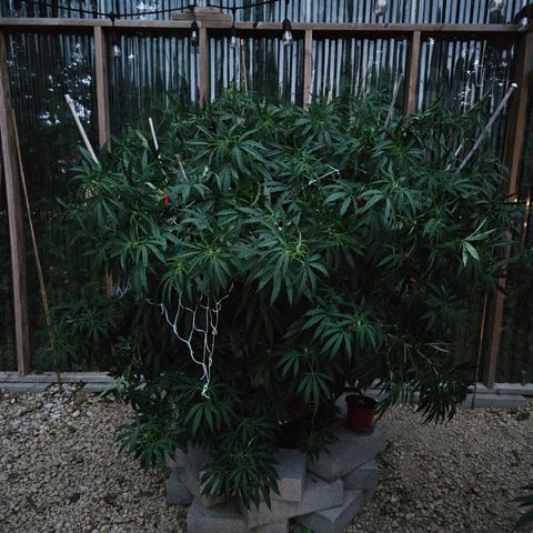 Cannatonic growlog timeline photo