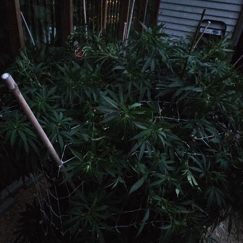 Cannatonic growlog timeline photo