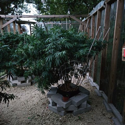 Cannatonic growlog photo: After the last super cropping of the season!!! Maybe...?