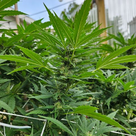Blue Dream growlog timeline photo