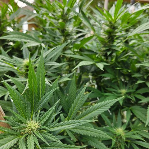 Blue Dream growlog timeline photo
