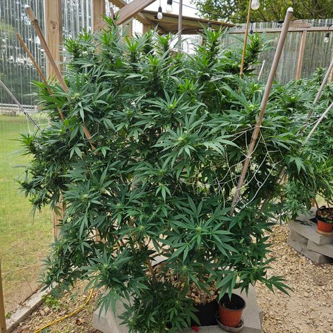Blue Dream growlog photo: After some defoliation! She's so pretty!! 🥰🥰🥰