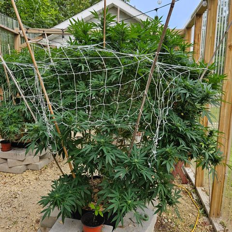 Blue Dream growlog timeline photo