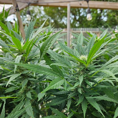Blue Dream growlog timeline photo