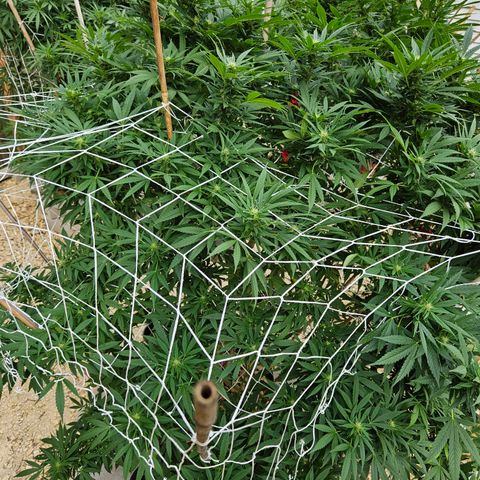 Blue Dream growlog timeline photo