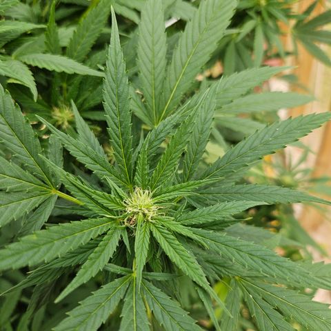 Blue Dream growlog timeline photo