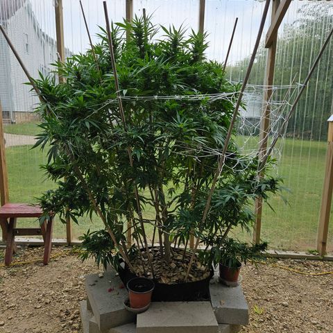 Blue Dream growlog timeline photo