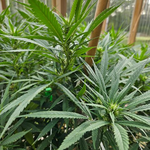 Harlequin growlog timeline photo