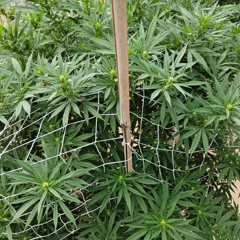 Harlequin growlog timeline photo