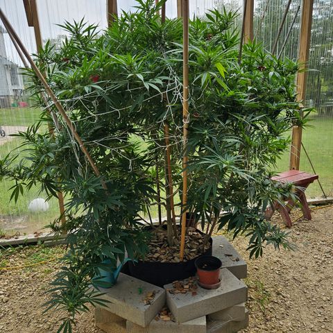 Harlequin growlog timeline photo