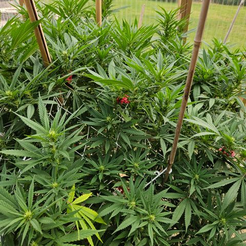Harlequin growlog timeline photo