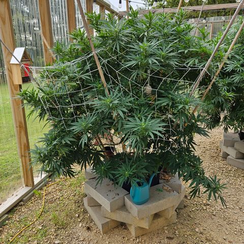 Harlequin growlog timeline photo