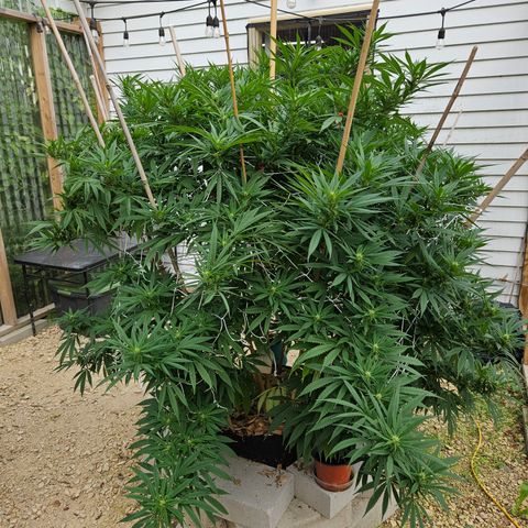 Harlequin growlog photo: Before the start of defoliation! 😁