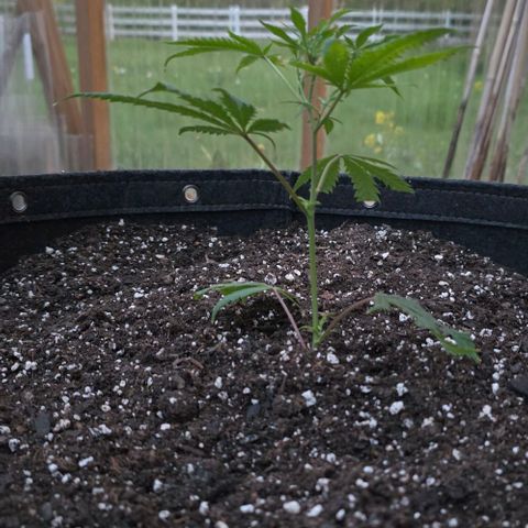 Girl Scout Cookies growlog photo: I hope she thrives! 😊