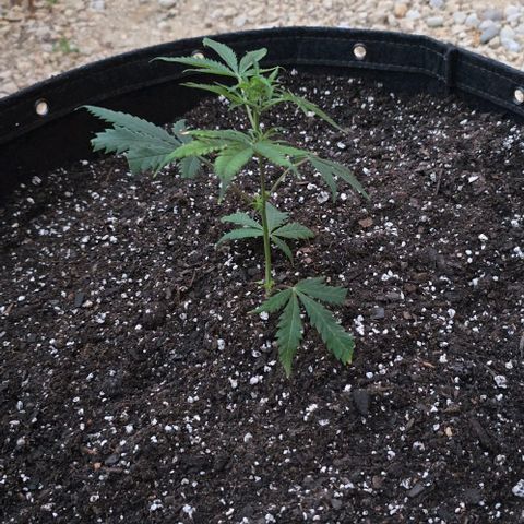 Girl Scout Cookies growlog photo: I hope she thrives! 😊