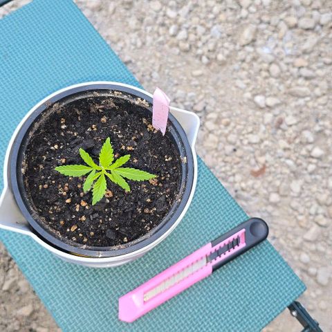 Sour Diesel  growlog timeline photo