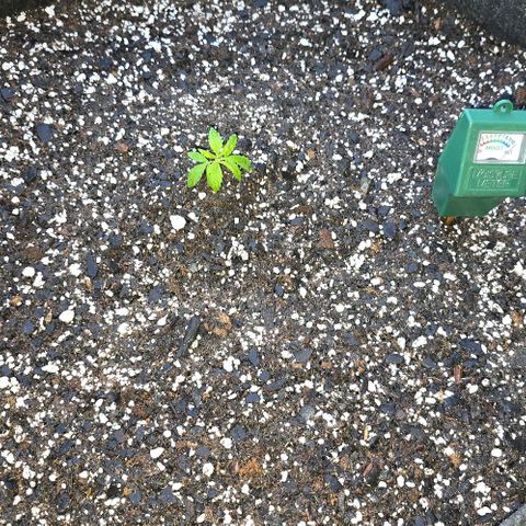 Sour Diesel  growlog photo: She's so little! 😍❣️