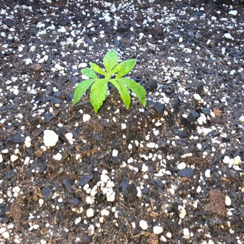Sour Diesel  growlog timeline photo
