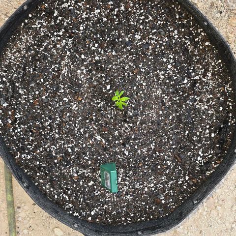 Sour Diesel  growlog timeline photo
