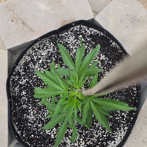 Sour Diesel  growlog photo: My baby!! 😍