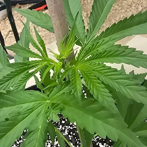Sour Diesel  growlog photo: My baby!! 😍