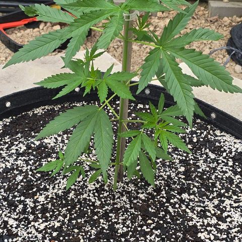 Sour Diesel  growlog photo: My baby!! 😍