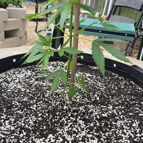 Sour Diesel  growlog photo: My baby!! 😍