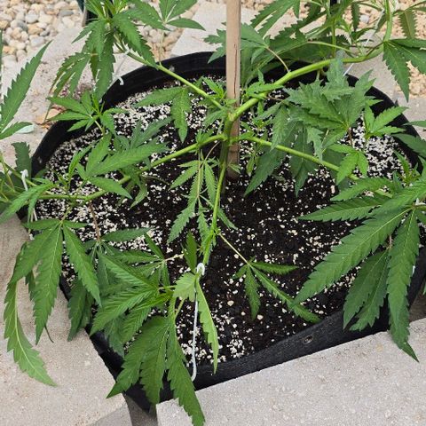 Girl Scout Cookies growlog timeline photo