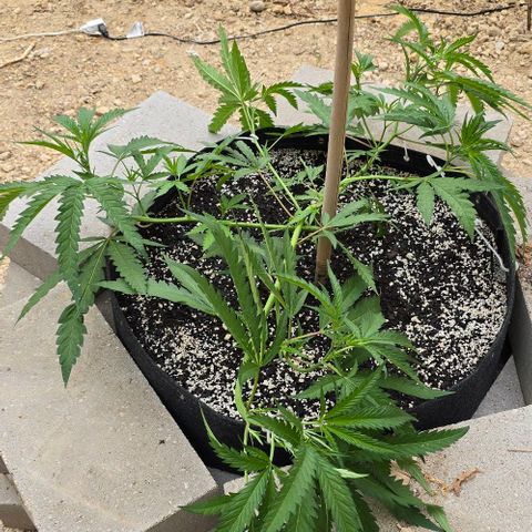 Girl Scout Cookies growlog photo: Soooo pretty!! 😻😻😻