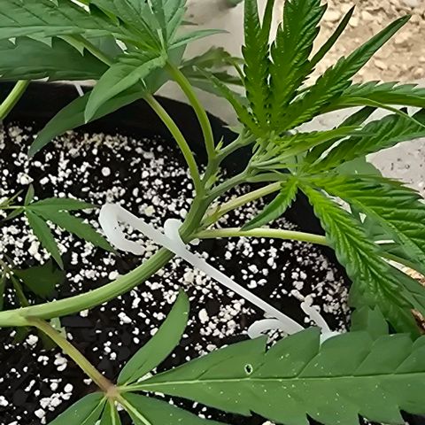 Girl Scout Cookies growlog photo: Soooo pretty!! 😻😻😻