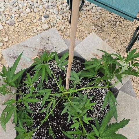 Girl Scout Cookies growlog photo: Soooo pretty!! 😻😻😻