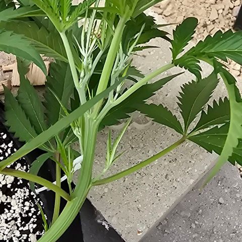 Girl Scout Cookies growlog photo: Soooo pretty!! 😻😻😻